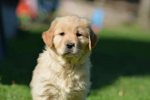 Élevage d'Opale - Golden Retriever