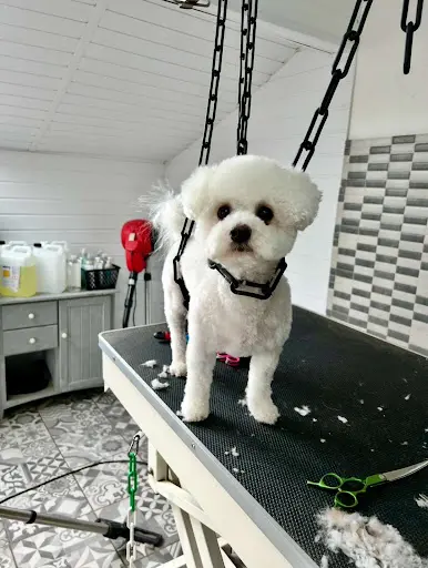 Pat’tou Clean Toilettage🐩