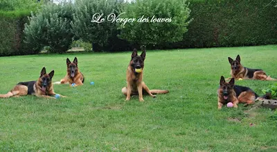 Elevage du Verger des Louves