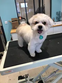 Un Chien au Salon