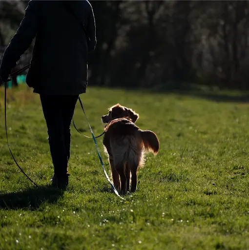 Chienne de Vie, Animal·e·s au Quotidien / Marais Poitevin