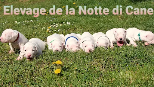 Elevage de la Notte Di Cane