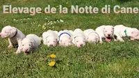 Elevage de la Notte Di Cane