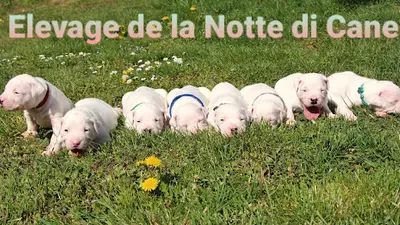 Elevage de la Notte Di Cane