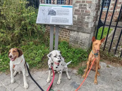 Dogsitter de Confiance: Éducateur Canin Comportementaliste