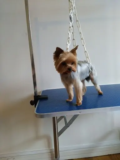 Salon de Toilettage (rêves de Chiens) Courbevoie Courbevoie