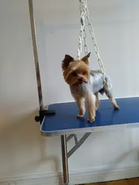 Salon de Toilettage (rêves de Chiens) Courbevoie Courbevoie