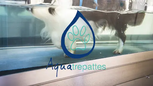 Toilettage, Hydrothérapie et Rééducation. Centre Aquatrepattes À Courbevoie