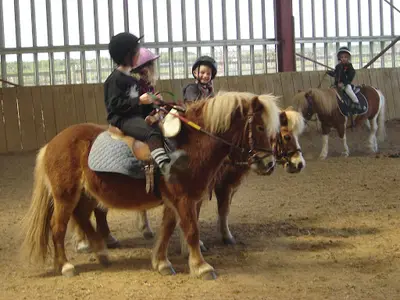 Poney Club du Renouveau