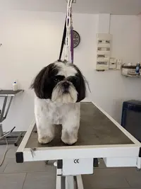 Amour de Chien