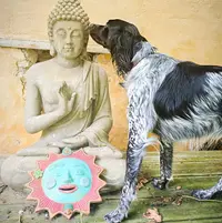 Pension de la Messardière & Royal Kitty Nanny | Chien & Chat