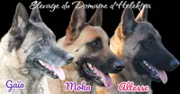Élevage du Domaine D’helektra