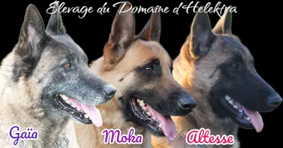 Élevage du Domaine D’helektra