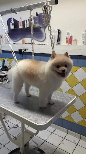 Animaux Services