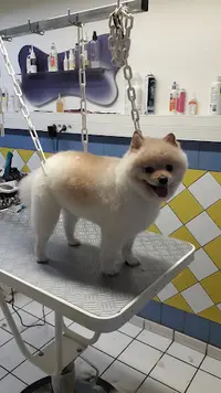 Animaux Services