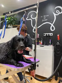 Le Salon de Jump Toilettage