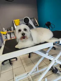 Poils O Volcan - Salon de Toilettage Canin