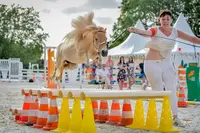 Élevage de Bel Iva, Élevage de Chevaux Miniatures & Pension Pour Chevaux