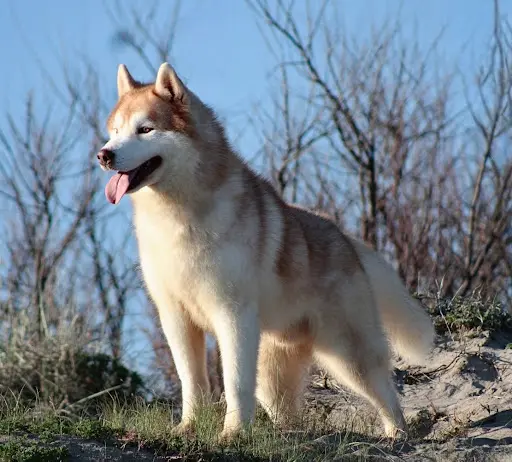 Elevage Of Masadora - Husky de Sibérie