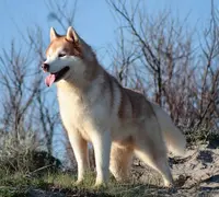 Elevage Of Masadora - Husky de Sibérie