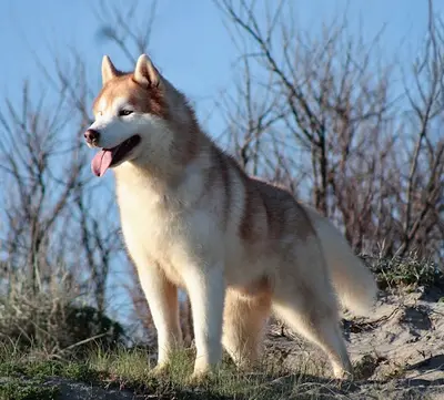 Elevage Of Masadora - Husky de Sibérie