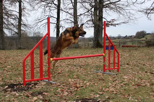 Languedochien