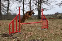 Languedochien