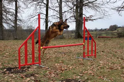Languedochien