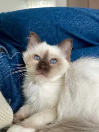 Chatterie aux Perles d'O