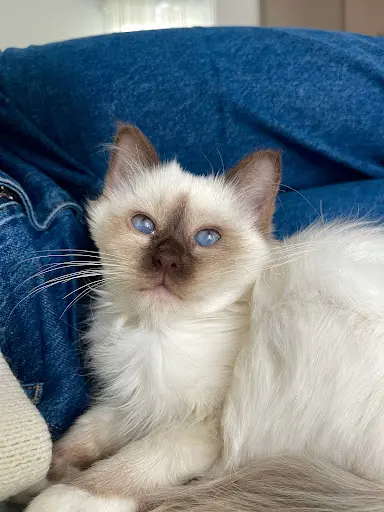 Chatterie aux Perles d'O