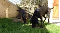 Les Truffes d'Okami - Éducation et Comportement du Chien