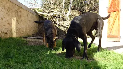 Les Truffes d'Okami - Éducation et Comportement du Chien