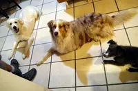 Appât de Loups, Éducateur Canin Courpière