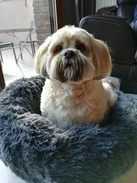 Mod Canine