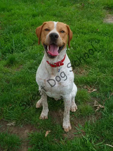 Sweet Dog School