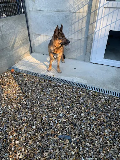 Auberge Canine et Féline