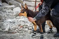 Dog S Learning - Courseulles sur Mer