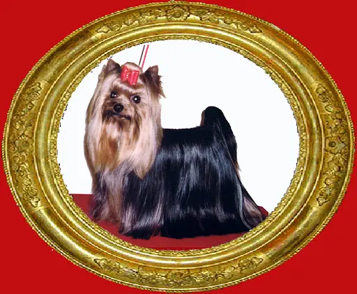 Éleveur Chihuahua, Éleveur Yorkshire Terrier : le Clos des Bleuettes