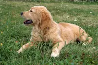 Labrador et Golden Del Punta Verde