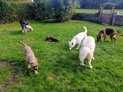 Dog Company 77 - Éducateur Comportementaliste Canin