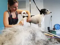 l'Atelier Chiens & Chats Toilettage