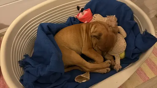 Beauté Canine