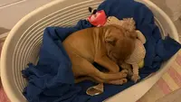 Beauté Canine