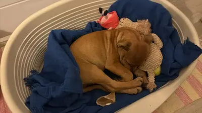 Beauté Canine