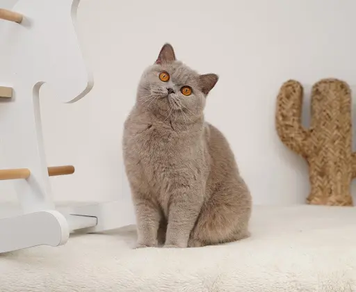 Chatterie de la Neige d'Or