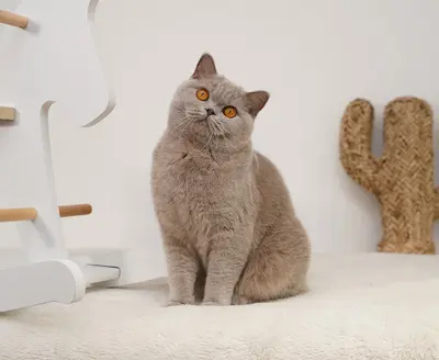 Chatterie de la Neige d'Or