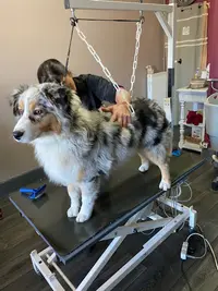 Le Monde des Chiens-harmonie Animaux