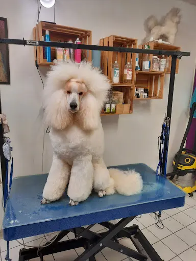Salon de Toilettage Wooky Dog, Toilettage Bien-être et Balnéothérapie