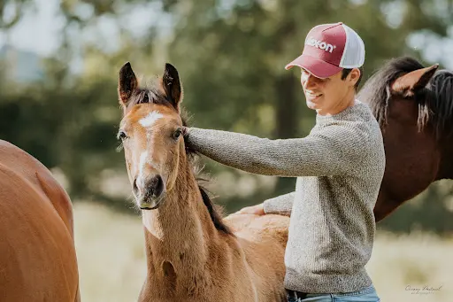 Haras du Bois de Bretel, Pension Elevage Pour Chevaux