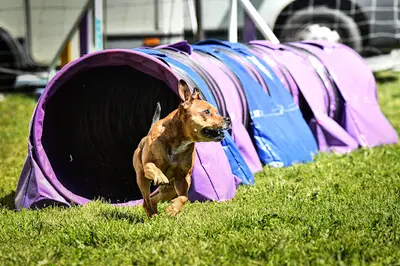 Doggy N The City - Agility & Education Canine
